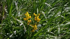 Thermopsis divaricarpa