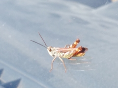 Chorthippus binotatus