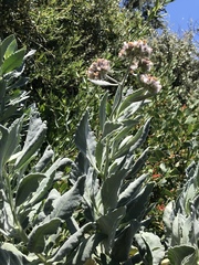 Eriodictyon traskiae smithii