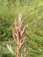 Bromus lanceolatus