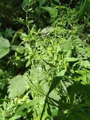 Galium aparine