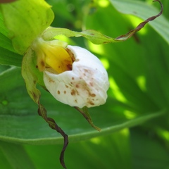 Cypripedium candidum