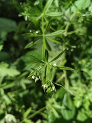 Galium aparine