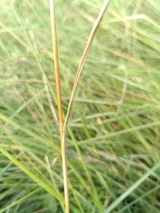 Bromus lanceolatus