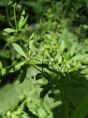 Galium aparine