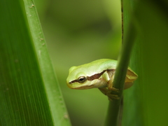 Hyla molleri