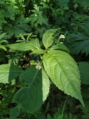 Impatiens parviflora