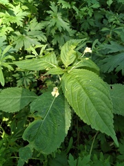 Impatiens parviflora
