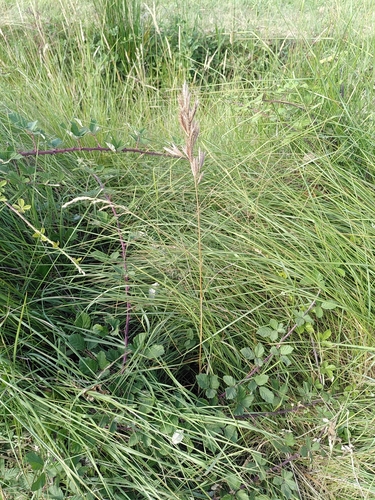 Image of Bromus lanceolatus by (c) Yves Bas, some rights reserved (CC BY)