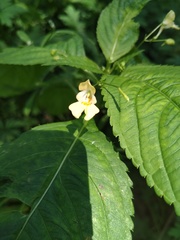 Impatiens parviflora