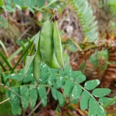 Vicia gigantea