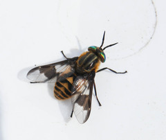 Chrysops divaricatus