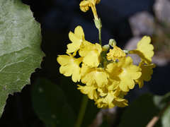 Primula auricula