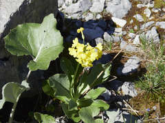 Primula auricula