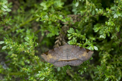 Mecodina subcostalis