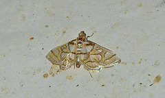 Pseudopyrausta santatalis