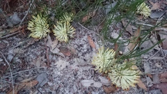 Petrophile prostrata