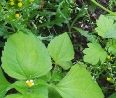 Galinsoga quadriradiata