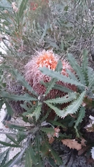 Banksia baueri