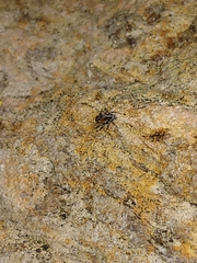 Pseudeuophrys erratica