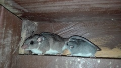 Ototylomys phyllotis