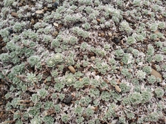 Artemisia glomerata