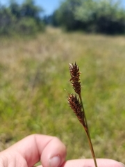 Carex gynodynama