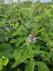 Stachys tenuifolia