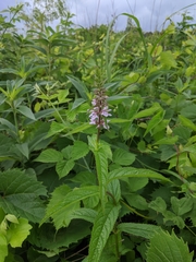 Stachys tenuifolia