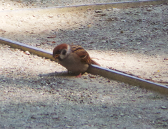 Passer montanus
