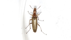 Cephaloon lepturides