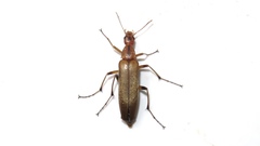 Cephaloon lepturides