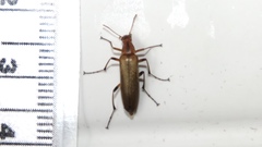 Cephaloon lepturides