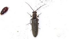 Denticollis denticornis
