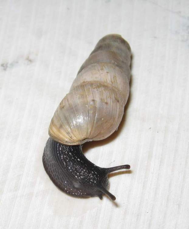 decollate snail (Terrestrial Mollusks of Alabama) · iNaturalist