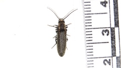 Denticollis denticornis