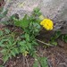 Alpine False Springparsley - Photo (c) Peggy Lyon, some rights reserved (CC BY-NC), uploaded by Peggy Lyon