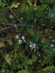 Myosotis arvensis