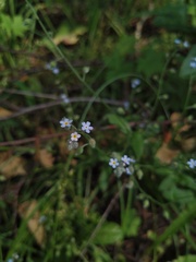 Myosotis arvensis