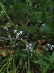 Myosotis arvensis