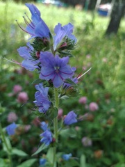 Echium vulgare