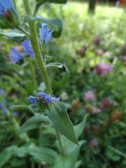 Echium vulgare