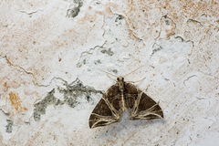 Ecliptopera rectilinea kanshinensis