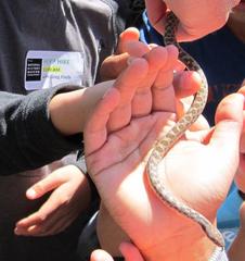 Hypsiglena ochrorhynchus klauberi