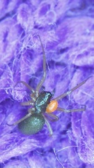 Araneae
