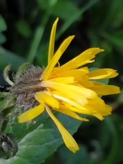 Crepis pyrenaica