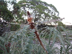 Banksia speciosa