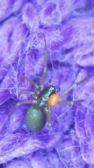 Araneae