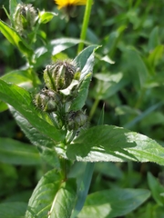 Crepis pyrenaica