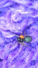 Araneae